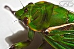Macro Close up Cicader HDR&nbsp;Photograph