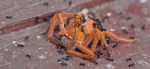 Spider fighter ants macro close up&nbsp;photo