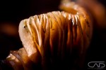 Mushroom close up