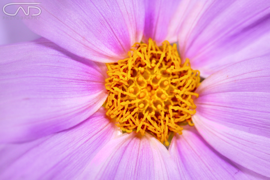 pink flower close up