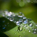 Water droplets