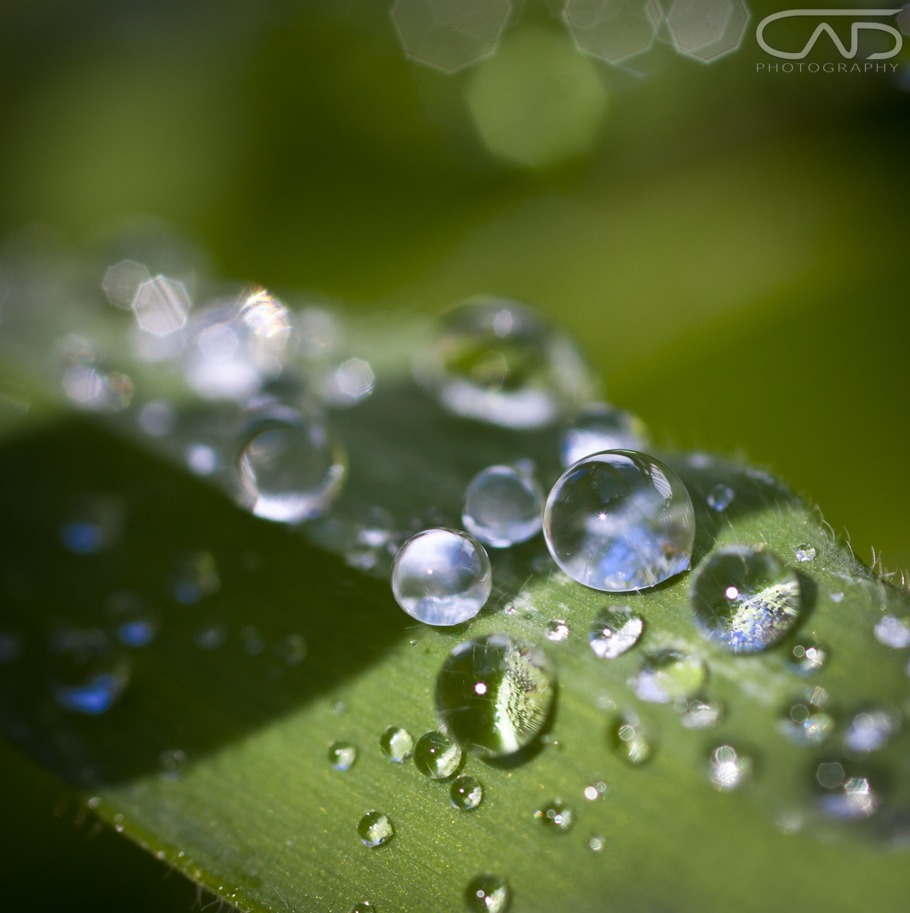 Water droplets